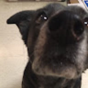 Meet your Posher, Jessie